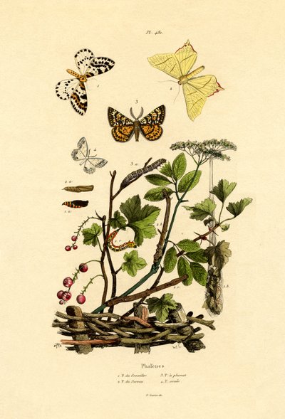 Magpie Moth by French School